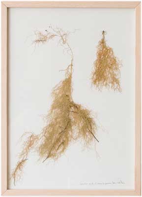 herman_de_vries_artwork